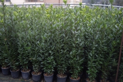 Lauro nobilis 